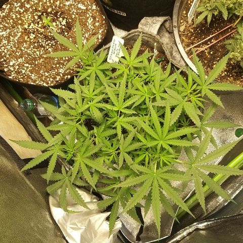 straberry cough growlog timeline photo