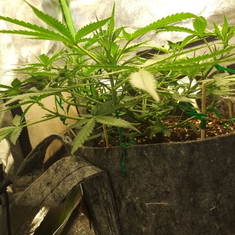 straberry cough growlog timeline photo