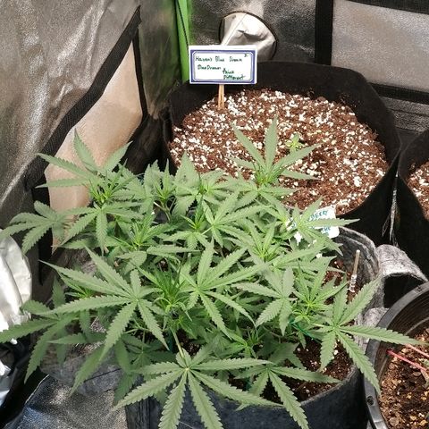 straberry cough growlog timeline photo