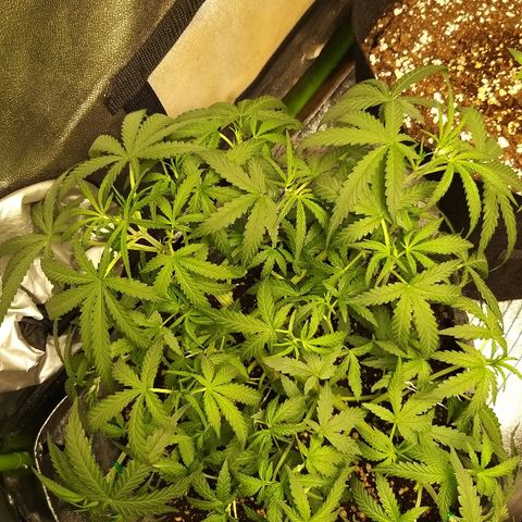straberry cough growlog photo: lst