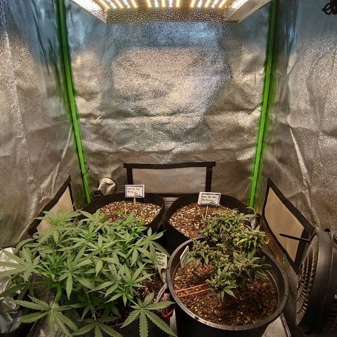 Heaven's BlueDream maggiesauto growlog timeline photo
