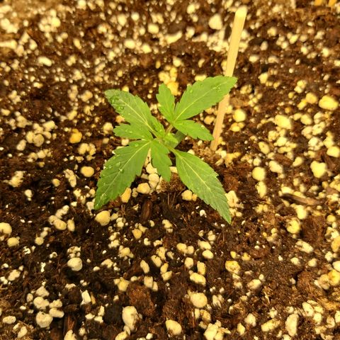 heavan's bluedream growlog timeline photo