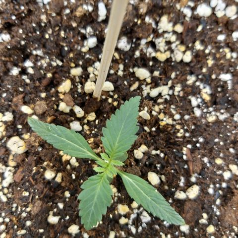 Heaven's BlueDream maggiesauto growlog timeline photo