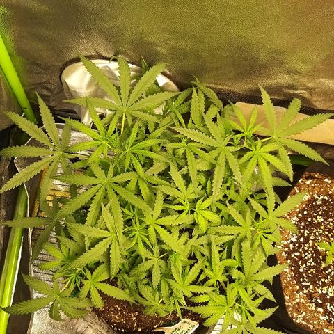 straberry cough growlog timeline photo