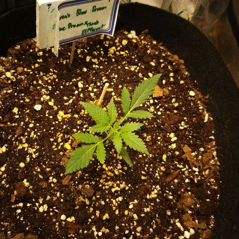 Heaven's BlueDream maggiesauto growlog timeline photo