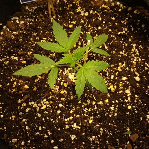 heavan's bluedream growlog timeline photo