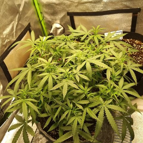 straberry cough growlog timeline photo