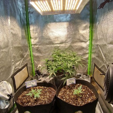 Heaven's BlueDream maggiesauto growlog timeline photo