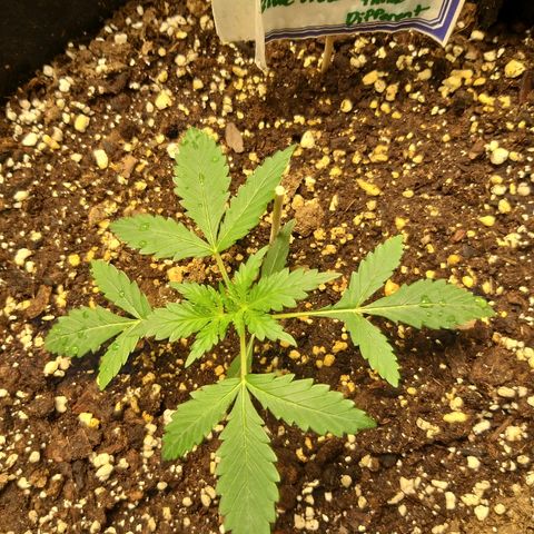 Heaven's BlueDream maggiesauto growlog timeline photo