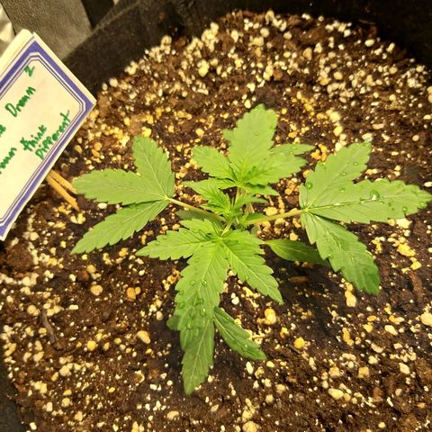 heavan's bluedream growlog timeline photo