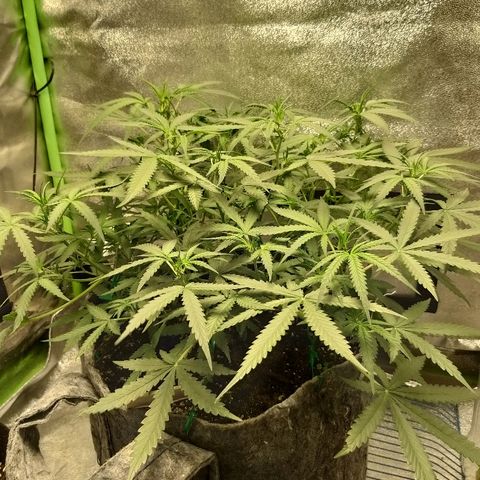 straberry cough growlog timeline photo