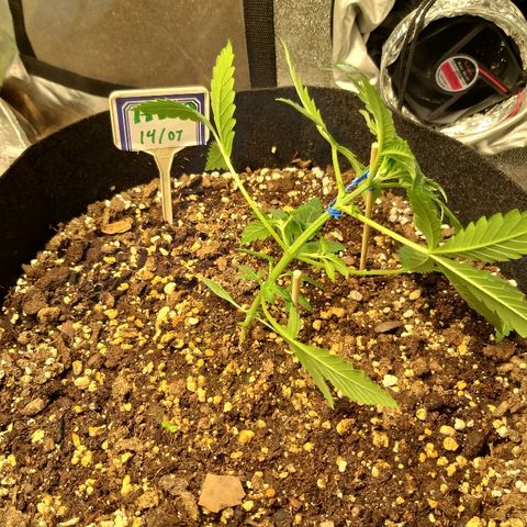 Heaven's BlueDream maggiesauto growlog timeline photo
