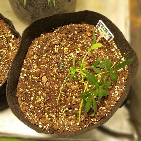 Heaven's BlueDream maggiesauto growlog timeline photo