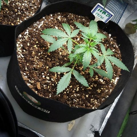 Heaven's BlueDream maggiesauto growlog timeline photo
