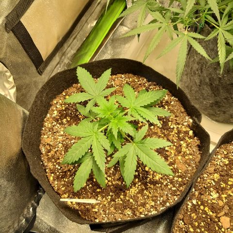 heavan's bluedream growlog timeline photo