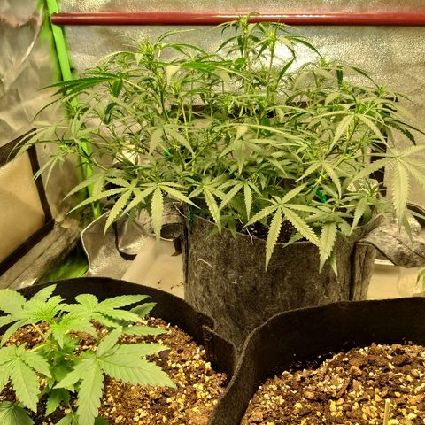 straberry cough growlog timeline photo