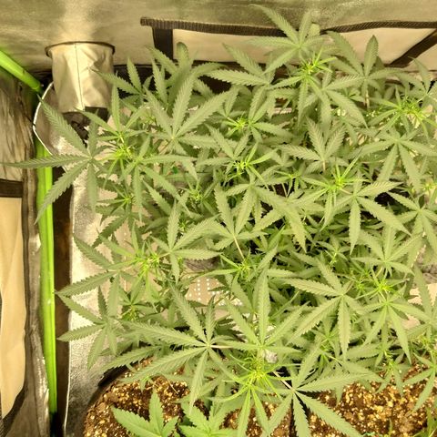 straberry cough growlog timeline photo