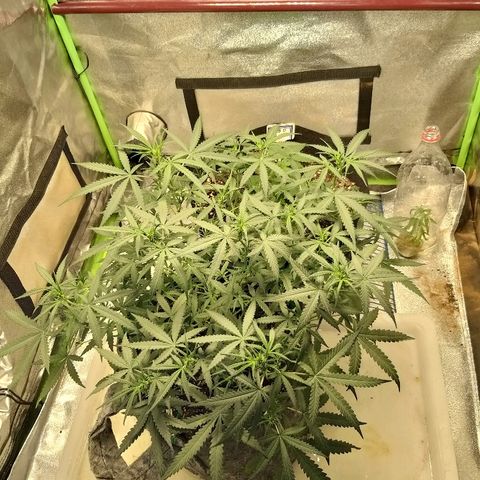 straberry cough growlog timeline photo