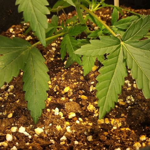 heavan's bluedream growlog timeline photo