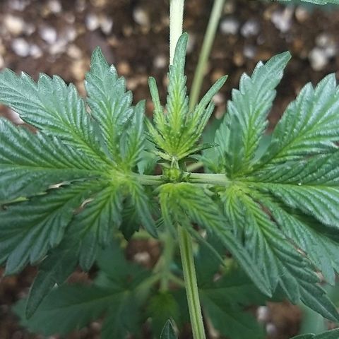 Heaven's BlueDream maggiesauto growlog photo: fimming 