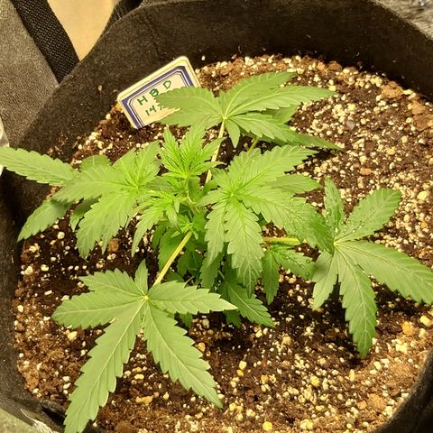 heavan's bluedream growlog timeline photo