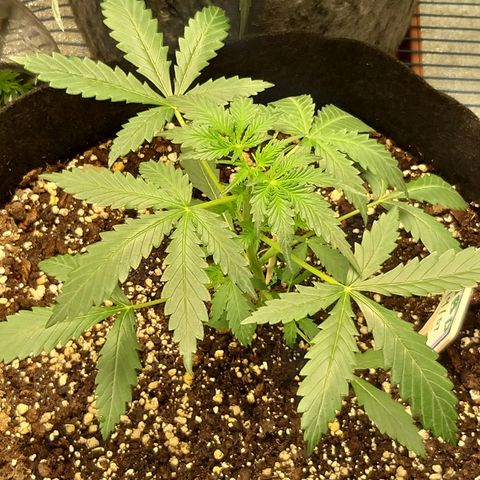 Heaven's BlueDream maggiesauto growlog timeline photo