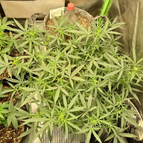 straberry cough growlog timeline photo