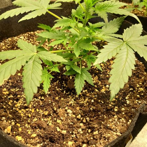 heavan's bluedream growlog timeline photo