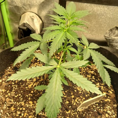 Heaven's BlueDream maggiesauto growlog timeline photo