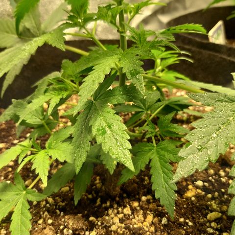 heavan's bluedream growlog timeline photo