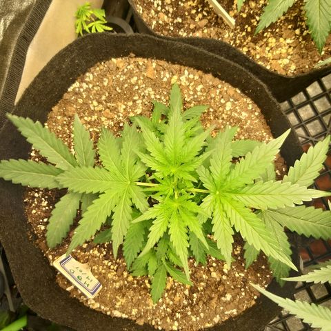 heavan's bluedream growlog timeline photo