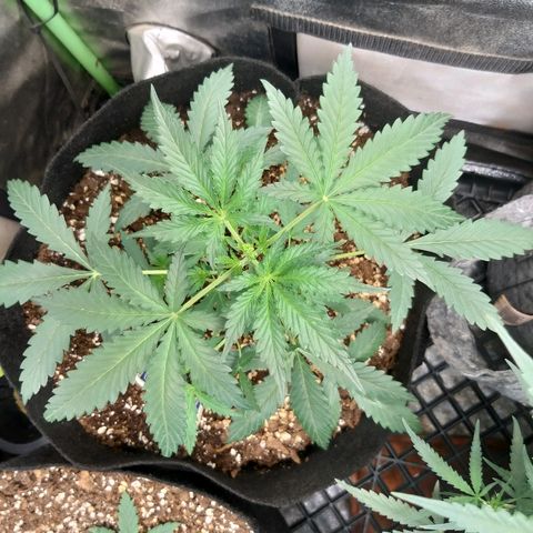 Heaven's BlueDream maggiesauto growlog timeline photo