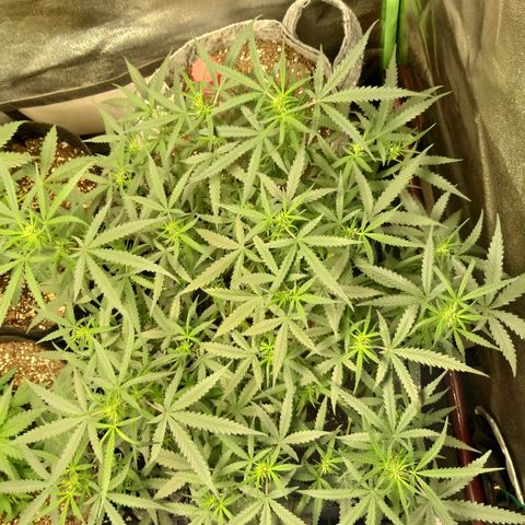 straberry cough growlog timeline photo