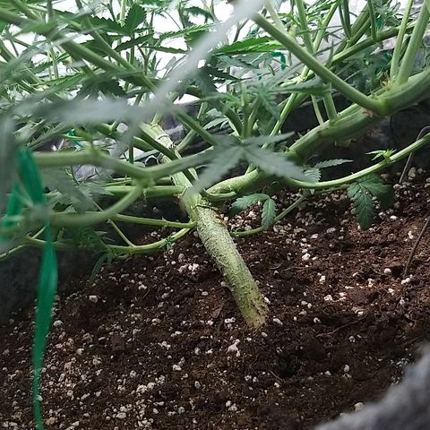 straberry cough growlog timeline photo