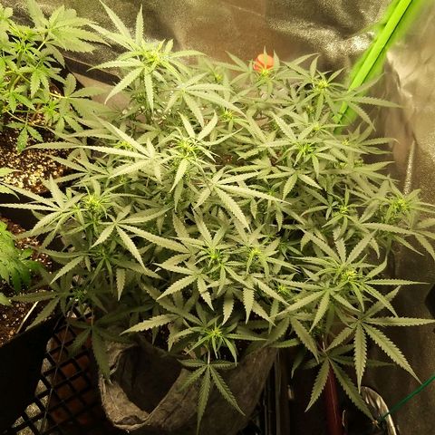 straberry cough growlog timeline photo
