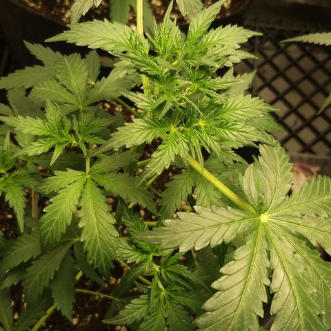 Heaven's BlueDream maggiesauto growlog timeline photo