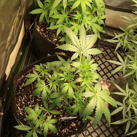 Heaven's BlueDream maggiesauto growlog timeline photo