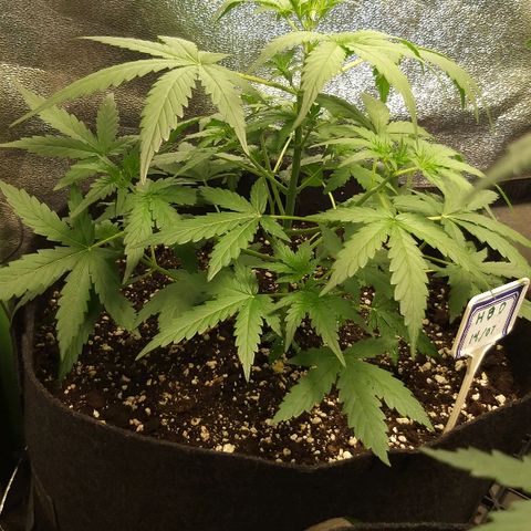 heavan's bluedream growlog timeline photo
