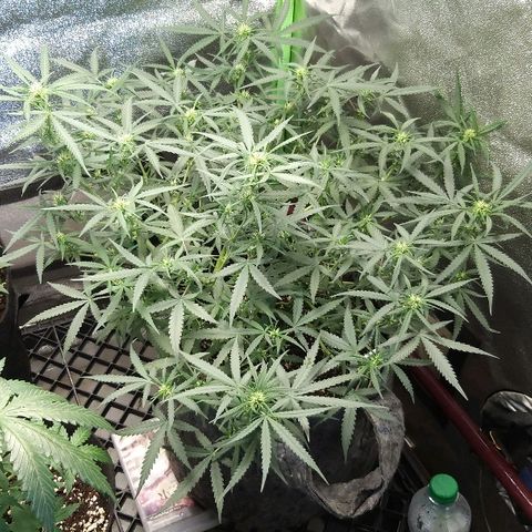 straberry cough growlog timeline photo