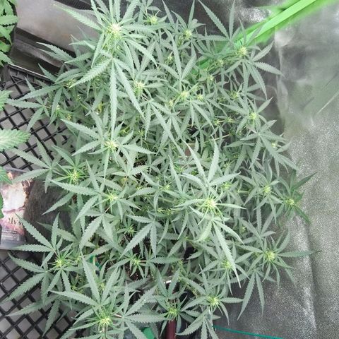 straberry cough growlog timeline photo