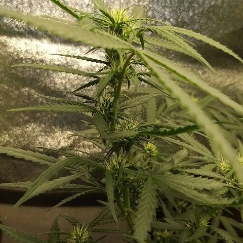 straberry cough growlog timeline photo