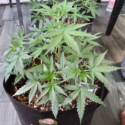 Heaven's BlueDream maggiesauto growlog timeline photo