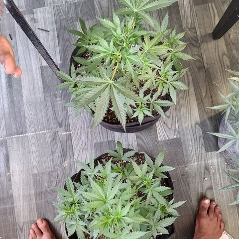 heavan's bluedream growlog timeline photo