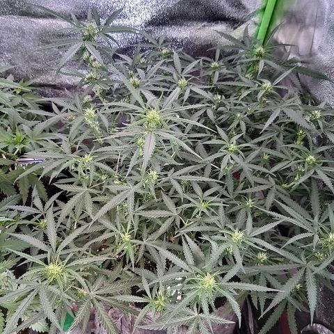 straberry cough growlog timeline photo