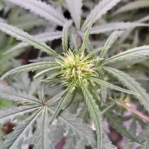straberry cough growlog timeline photo