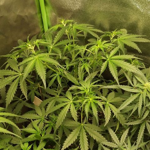 Heaven's BlueDream maggiesauto growlog timeline photo