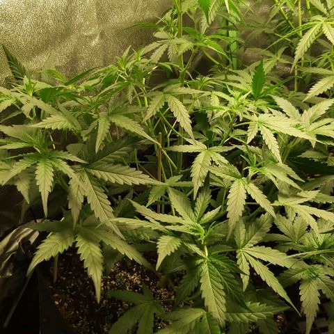 heavan's bluedream growlog timeline photo