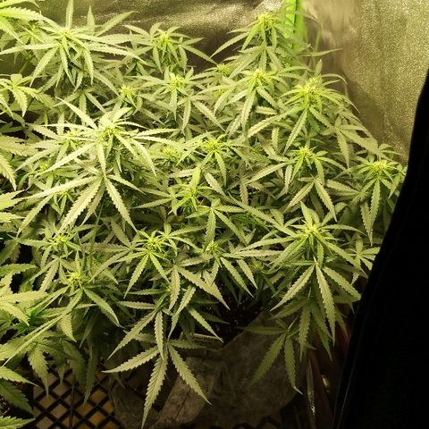straberry cough growlog timeline photo