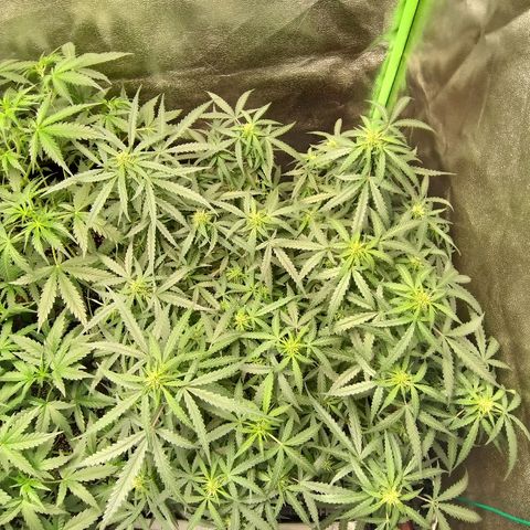 straberry cough growlog timeline photo