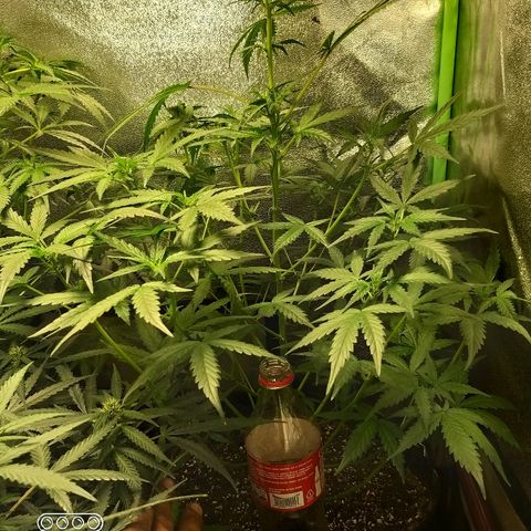 Heaven's BlueDream maggiesauto growlog timeline photo